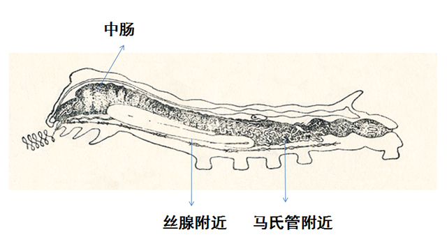 高端食材蚕虫草怎么种出来的，你知道吗？5步教你学会种虫草