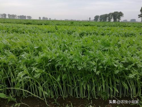 茼蒿春季种植正当时，如何管理才能实现苗齐苗壮、高产优收？