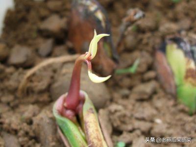 芒果核也能种？长出小芽可真好看