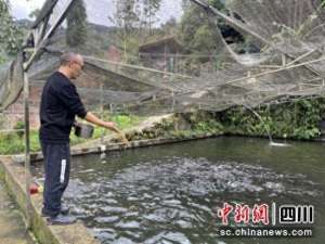 养殖冷水鱼(汶川三江镇：发展冷水鱼特色养殖走出致富新路子)