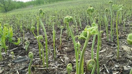 种植野生蕨菜高产技术，掌握好重要生长因素，有效提高农民经济