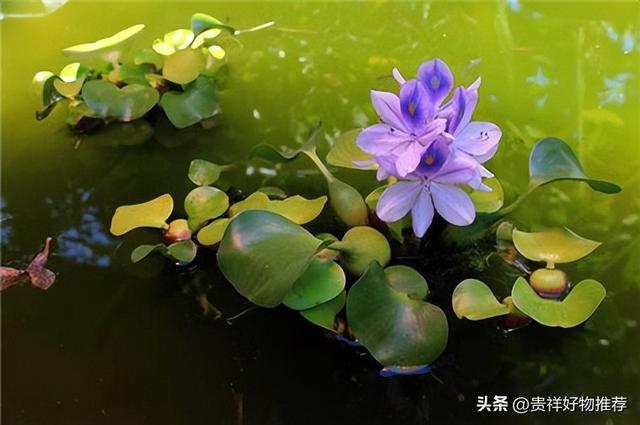 几种常见的水生植物，能净化室内空气，避免室内空气过于干燥