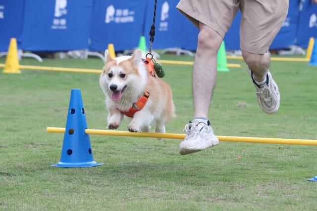 宠物竟是“禁养犬”，办证居然还有套路？