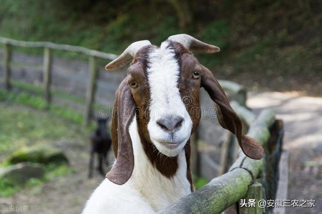 南非波尔山羊：曾经统治全球的肉用山羊之王，如今为何销声匿迹了