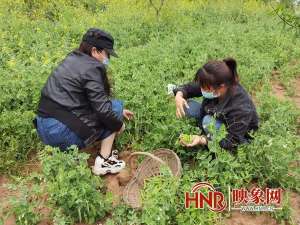 驻马店哪里种植蔬菜(驻马店市驿城区胡庙乡：豌豆角成了农民增收的“金豆豆”)