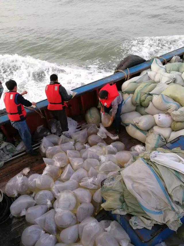 盐城金洋“苏海红”海蜇苗种独占全国鳌头