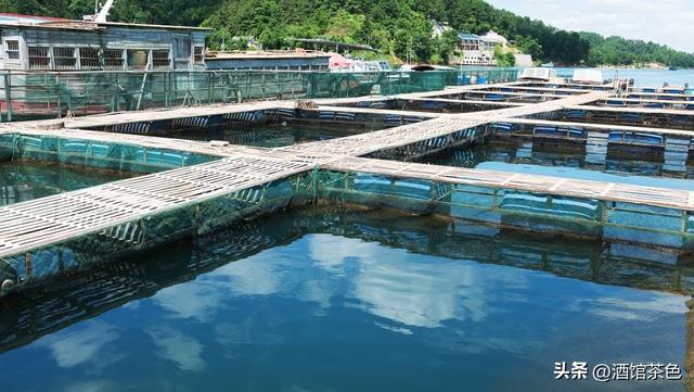 淡水鲨鱼生物学特性和科学的人工养殖技术