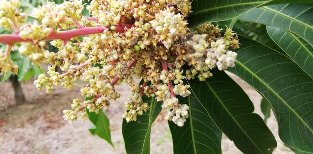 反季节芒果种植的关键：温湿度、光照、营养与氨基酸多肽的综合应用