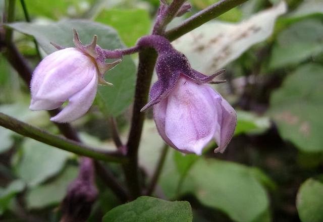 茄子进入盛果期，注意“5要4不要”，茄子挂满枝！