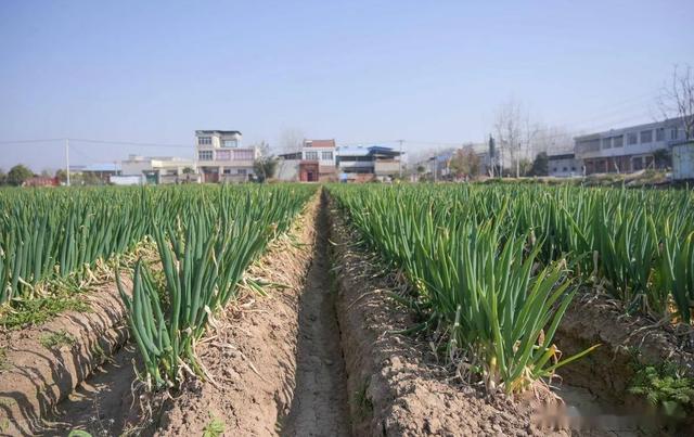 白露葱、寒露蒜、秋分菠菜，种植时间因地制宜，成功丰收的关键！