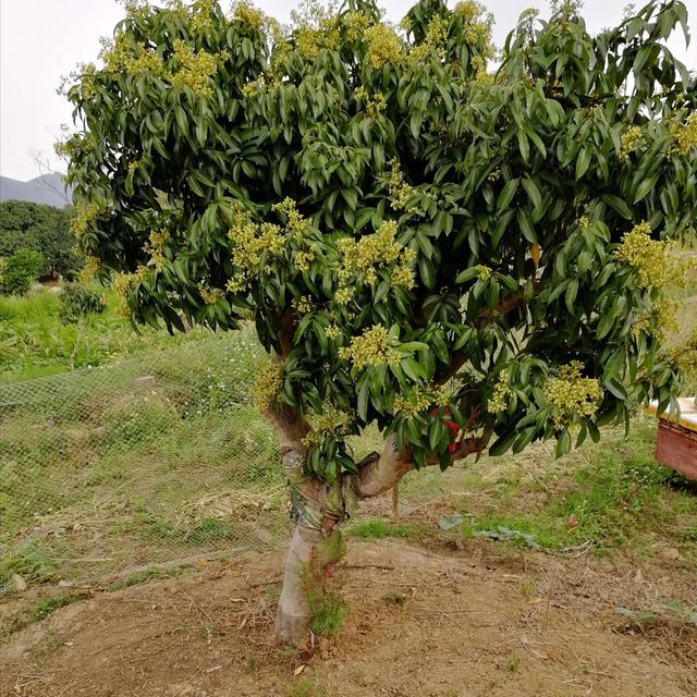 要想种植的荔枝果树苗木成活率更高，一定要搞懂以下三大重点要求