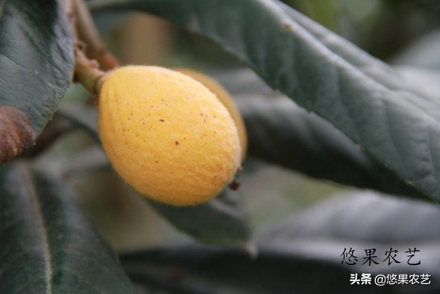 2019年浙江大棚枇杷种植又受伤了，大棚枇杷种植难在何处？