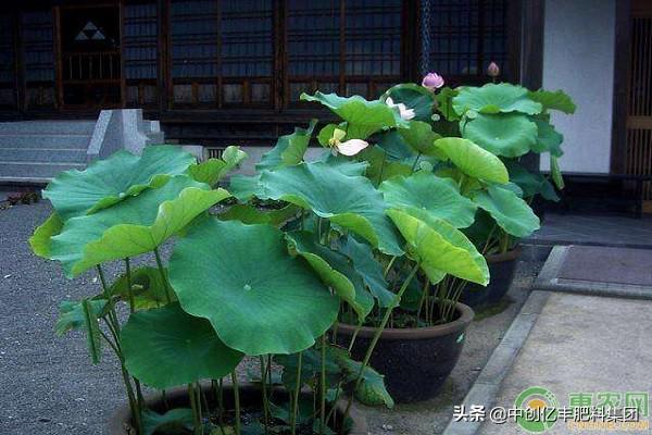 水缸里如何种植莲藕？水缸种植莲藕的要点介绍