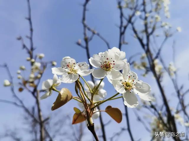 这20种传统果木树，成为北方城市园林新宠，常吃果但未必见其花