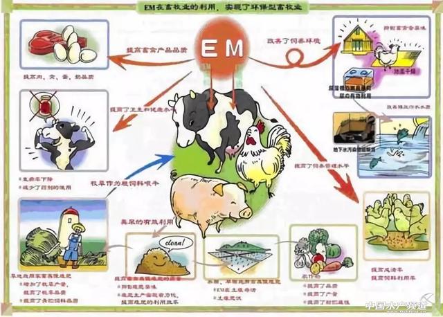 水产养殖用微生物制剂的特性和作用与使用方法