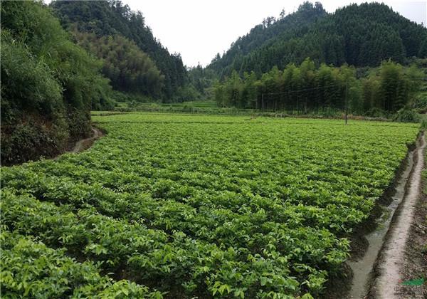 赤豆的栽培技术要点，这些方法和技巧，一起来学习一下