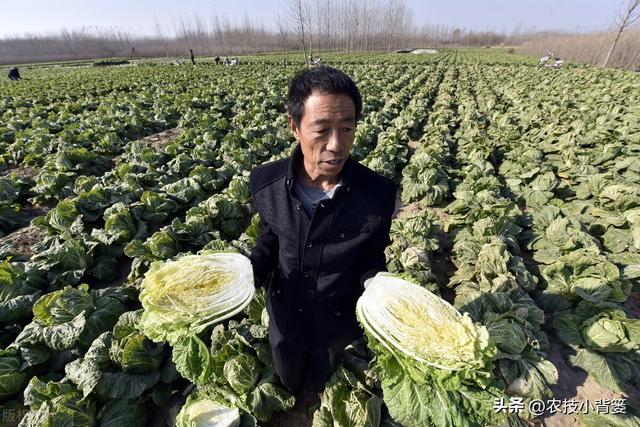 怎样才能种出高产优质的大白菜？掌握这些种植管理技巧