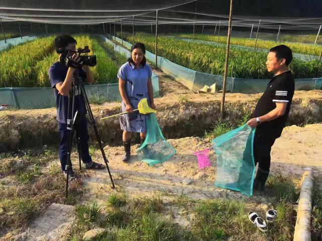 稻田养殖蟾蜍高效生态种养技术