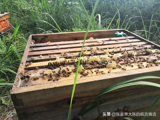 中蜂向上与向下的生活习性，决定蜂箱的使用方法与设计方向