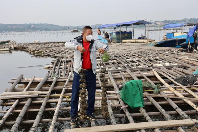 探访广东湛江官渡生蚝产地：蚝农每年营收最多可达六十万元