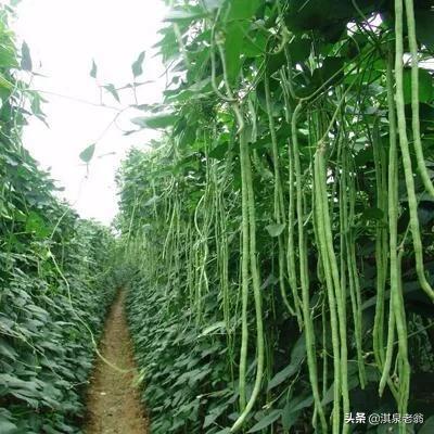 春豇豆（豆角）地膜覆盖种植技术要点