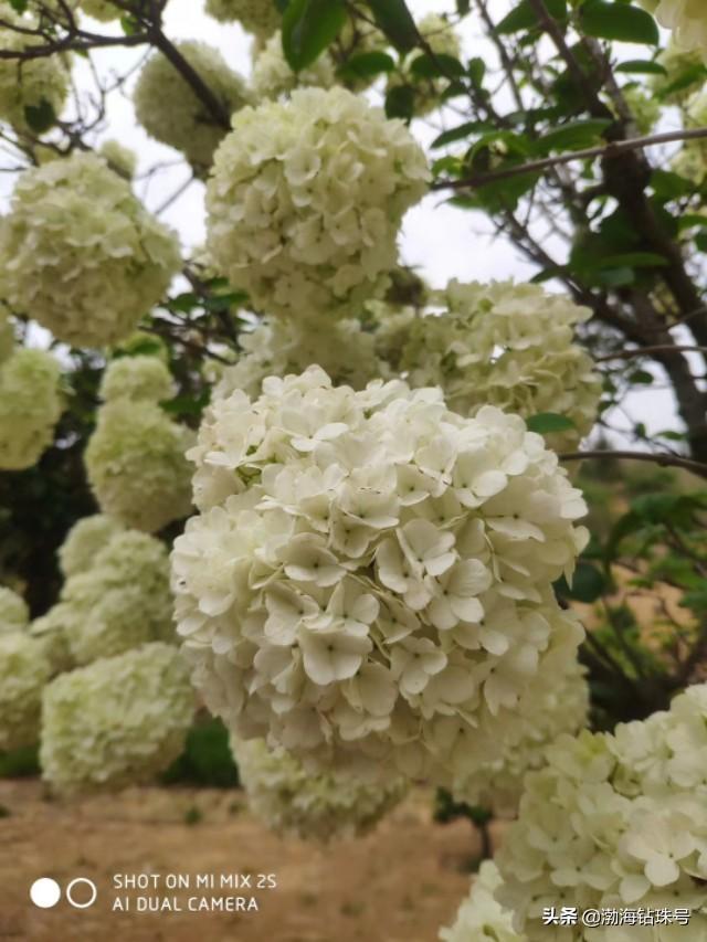 初夏花花世界之白色系的花