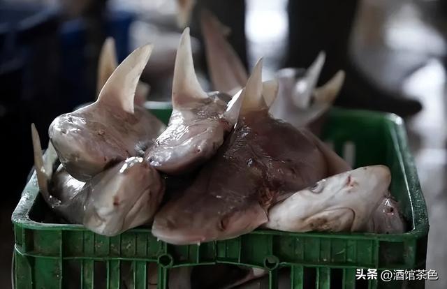 淡水鲨鱼生物学特性和科学的人工养殖技术