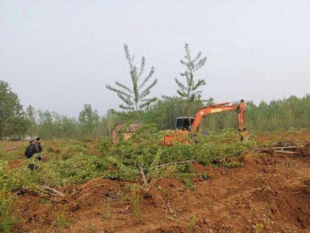 新土地法：禁止在基本农田里栽树，已栽种多年咋处理？早看早知道