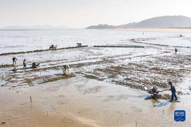 福州琅岐岛：海滩种蛏忙