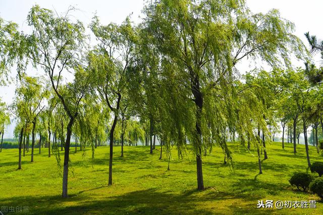 白居易种花诗：无论海角与天涯，大抵心安即是家，种杏栽桃拟待花