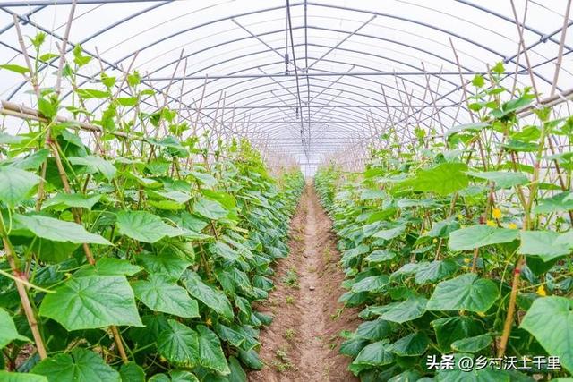 六月份种什么菜蔬菜最合适？这7种蔬菜，生长周期短产量高