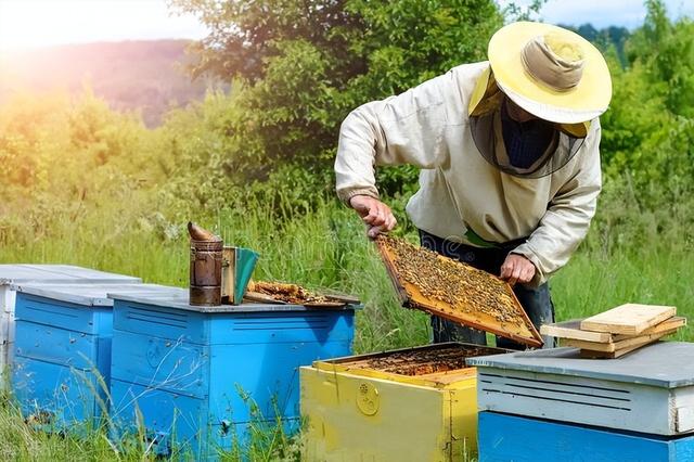 蜜蜂健康养殖技术要点