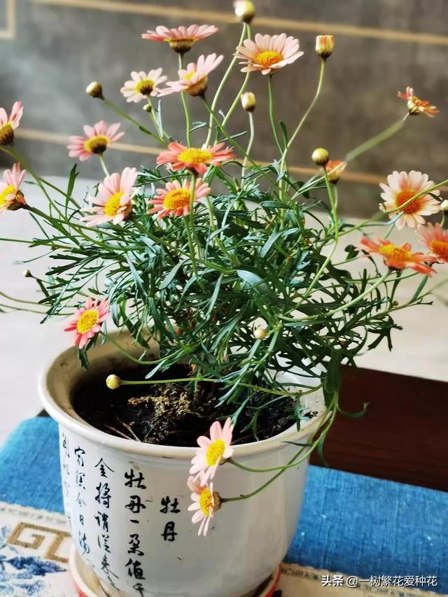 “辣手摧花”才能养好这20种花，越掐越旺，花开得好邻居们都羡慕