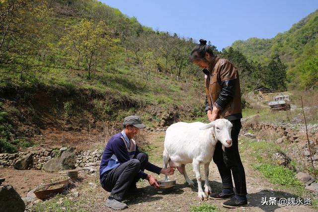 夫妻留守深山养猪养羊养蜂，一年净挣二十来万，帮儿子在西安买房