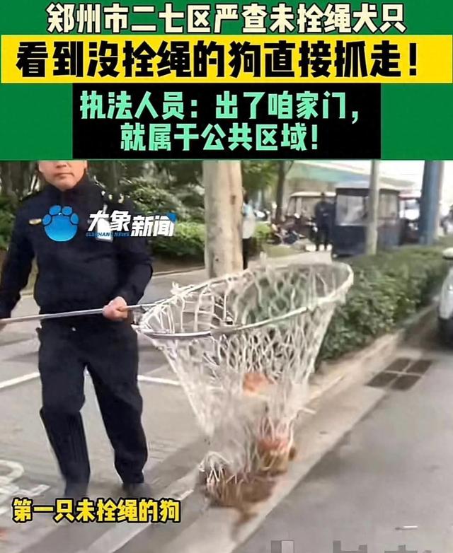 成都部分小区成立打狗队，爱狗人士坐不住了，称不能拿无辜狗泄愤