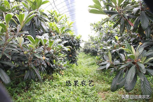 2019年浙江大棚枇杷种植又受伤了，大棚枇杷种植难在何处？