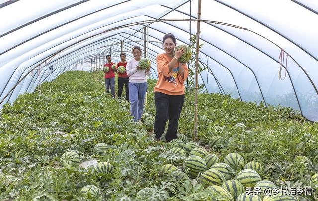 种植西瓜、甜瓜等作物施肥有四怕，掌握不好，坐不住瓜、产量低