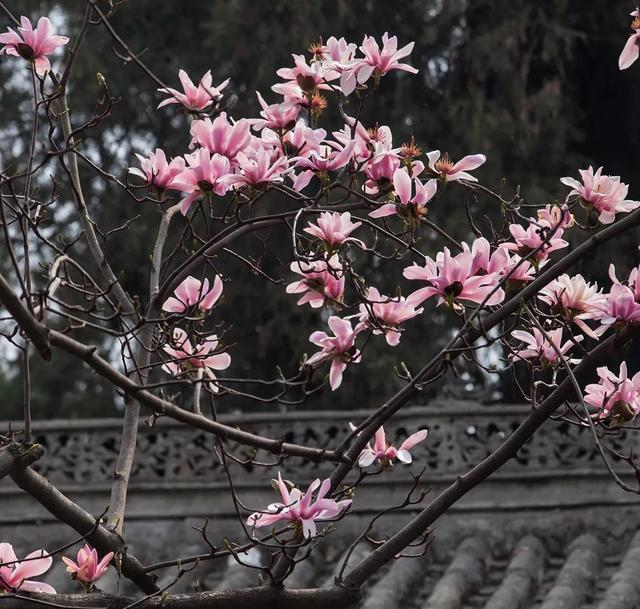 说说陕西省各个地级市的市树、市花