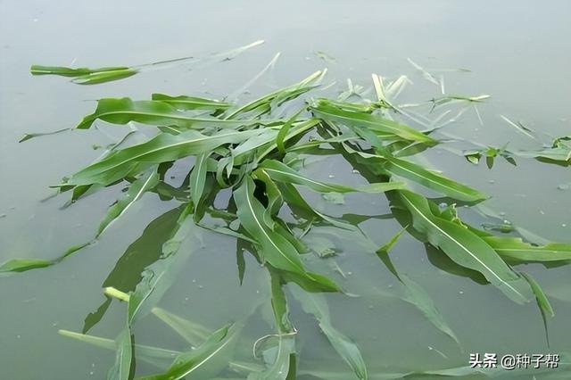 养牛的高产牧草，玉米草生育期长达280天，产量大，怎么去种植？