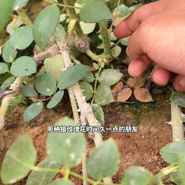 玫瑰花种植管理日常#月季