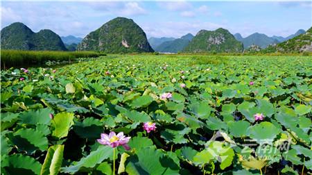 赞！“沪滇协作”种子在壮乡苗岭开花结果