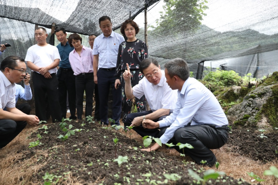 广发银行昆明分行大力支持重楼种植 让中药材产业成为“脱贫良方”