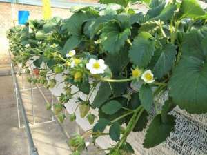 种植排水口(水管、空油桶都是种草莓“神器”，阳台能种上百棵，果子用盆装)