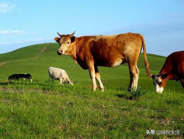 盐碱地养殖经，养牛掌握五大窍门