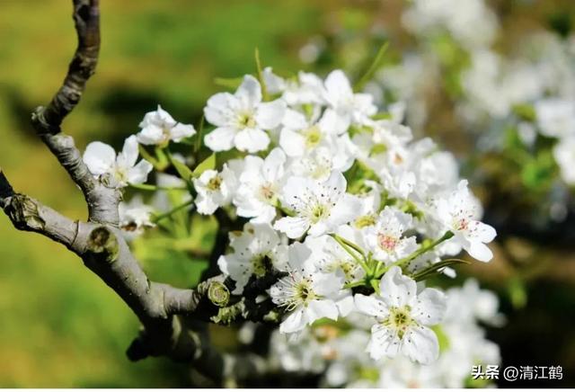 3月梨园梨树农事有哪些？花芽分化是关键，5个措施不可或缺