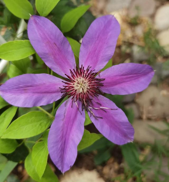 我的花草日记——赏花吃粽话艾蒿