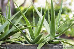 室内能种植芦荟吗(好养的室内绿植，芦荟种植技巧了解一下)