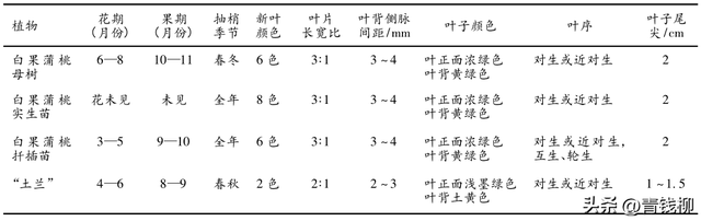 白果蒲桃生物学与生态学特性及播种育苗技术