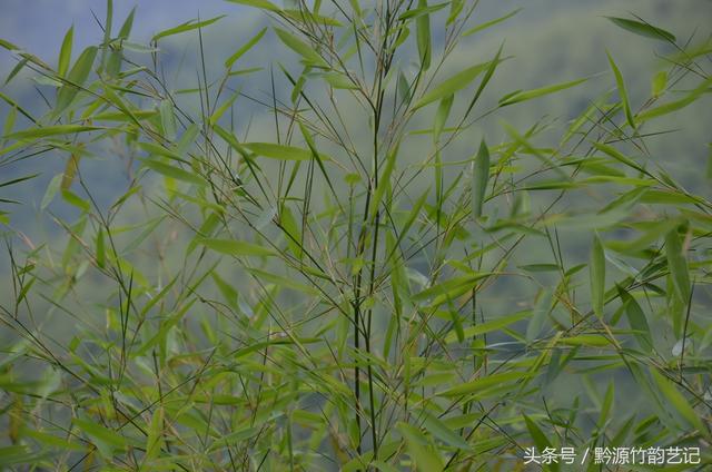 竹编常识｜竹制品是乡巴佬用的，城里会有人用吗？