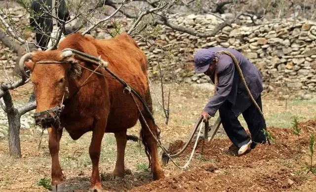 狗肉，该不该禁？可能根本就没有标准答案